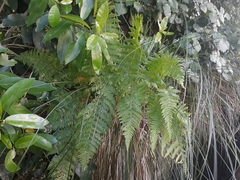 Hypolepis dicksonioides