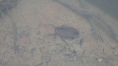 Appasus japonicus