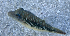 Canthigaster margaritata