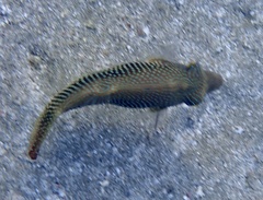 Canthigaster margaritata