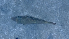 Canthigaster margaritata
