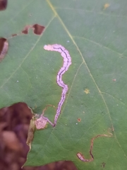 Stigmella quercipulchella