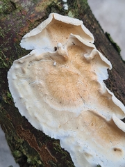 Cylindrobasidium laeve