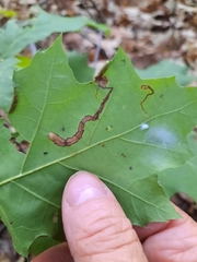 Stigmella quercipulchella