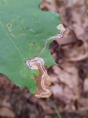 Stigmella quercipulchella