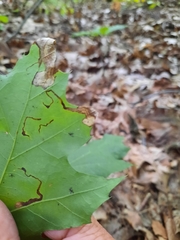 Stigmella quercipulchella