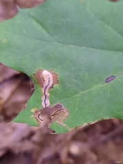 Stigmella quercipulchella