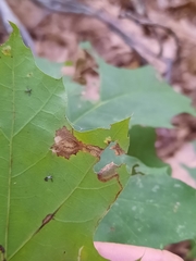 Stigmella quercipulchella