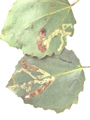 Aulagromyza tremulae