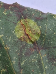 Phyllonorycter stettinensis