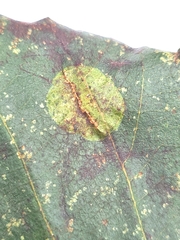 Phyllonorycter stettinensis