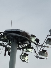 Nisaetus cirrhatus limnaeetus