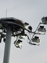 Nisaetus cirrhatus limnaeetus