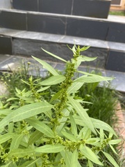 Rumex