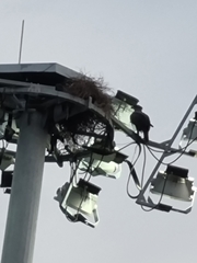 Nisaetus cirrhatus limnaeetus