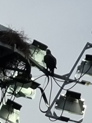 Nisaetus cirrhatus limnaeetus