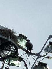 Nisaetus cirrhatus limnaeetus