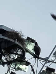 Nisaetus cirrhatus limnaeetus