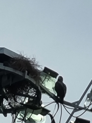 Nisaetus cirrhatus limnaeetus