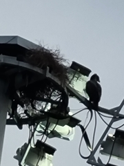 Nisaetus cirrhatus limnaeetus