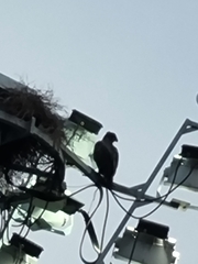 Nisaetus cirrhatus limnaeetus