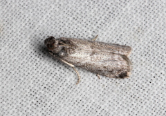 Homoeosoma vagella