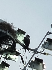 Nisaetus cirrhatus limnaeetus