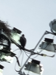 Nisaetus cirrhatus limnaeetus