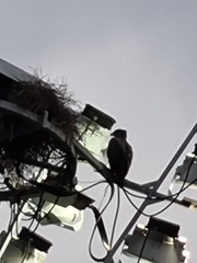 Nisaetus cirrhatus limnaeetus