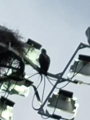 Nisaetus cirrhatus limnaeetus