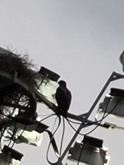 Nisaetus cirrhatus limnaeetus