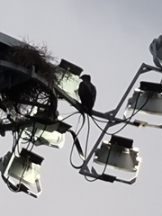 Nisaetus cirrhatus limnaeetus