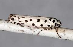 Ethmia clytodoxa