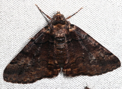 Cryphaea xylina