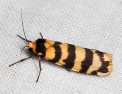 Scaptesyle equidistans