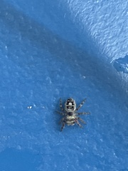 Phidippus putnami