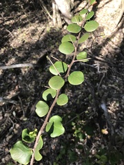 Dovyalis rotundifolia