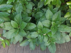 Lobelia physaloides