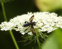 Trichopoda lanipes
