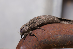 Endoxyla amphiplecta