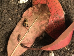 Chauliognathus scutellaris