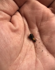 Chauliognathus scutellaris