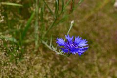Centaurea cyanus