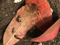 Chauliognathus scutellaris