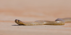 Pseudonaja aspidorhyncha