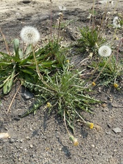Taraxacum mongolicum