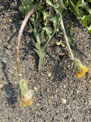 Taraxacum mongolicum