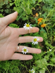 Tripleurospermum inodorum