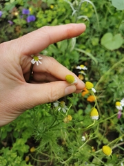 Tripleurospermum inodorum