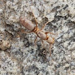Lasius murphyi